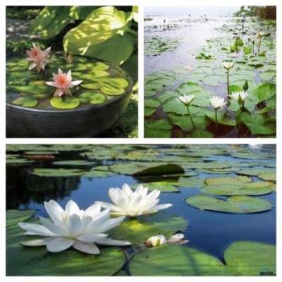 A Beleza Incomparável da Flor de Lótus: Uma Exploração do simbolismo em Caligrafia?