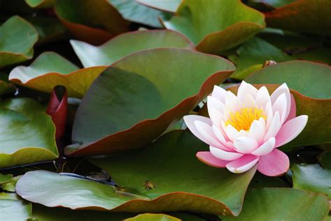 Are Water Lilies and Lotus Flowers the Same? Exploring the Mystical Connection Between Aquatic Blooms and Cosmic Butterflies