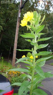 Tall Plant with Yellow Flowers: Identification and the Curious Case of Sunflower Clones